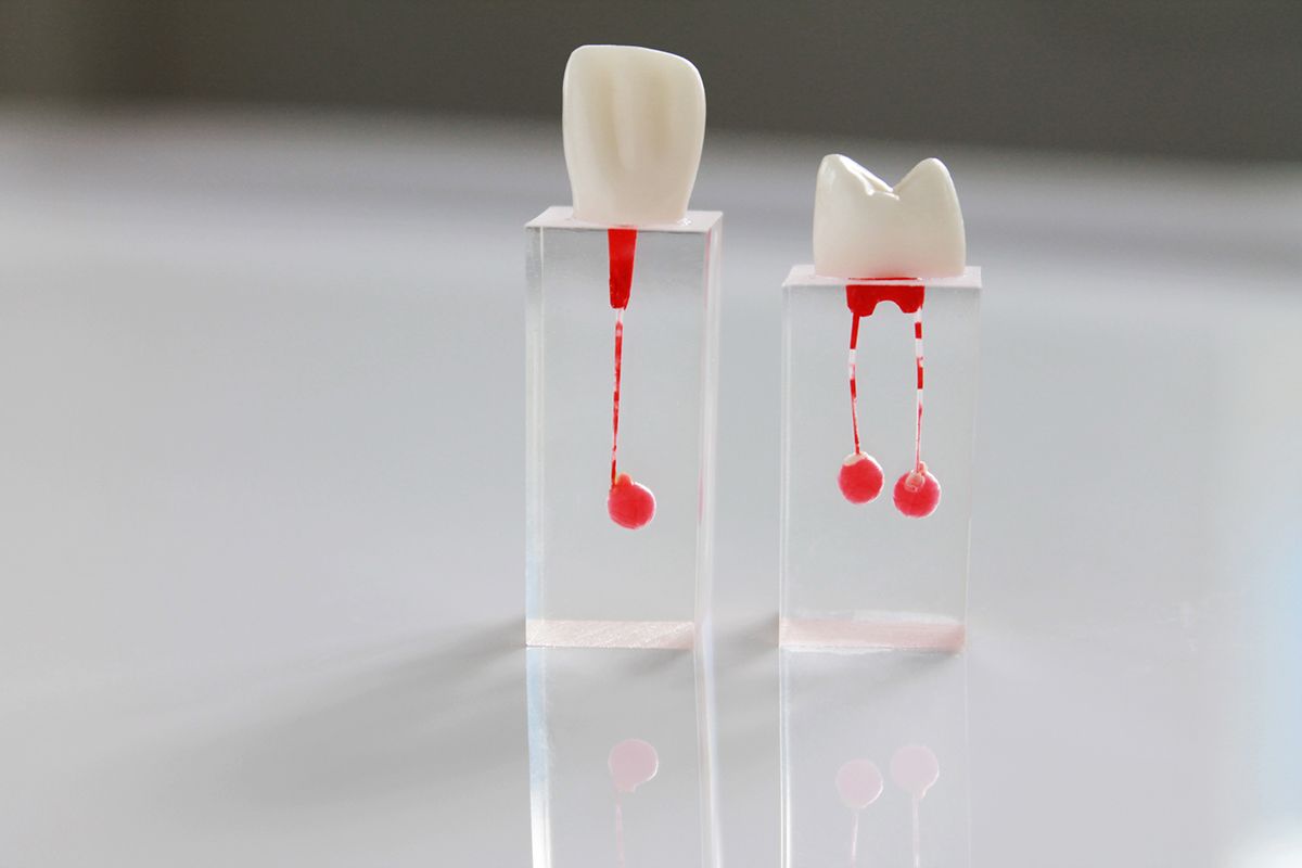 Зуб для обучения в ассортименте (1 шт) 02